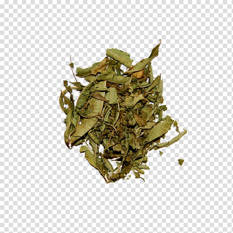 Nilgiri tea Hōjicha Herb Tea plant, Lemon verbena transparent background PNG clipart