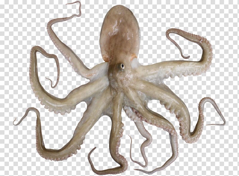 Octopus Cephalopod Terrestrial animal, maruko transparent background PNG clipart