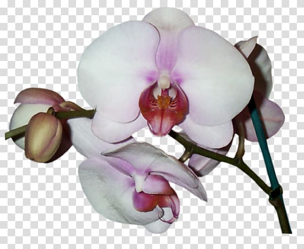 Phalaenopsis equestris Cut flowers Orchids Petal Asia 2000 Orchidee Blanche, others transparent background PNG clipart