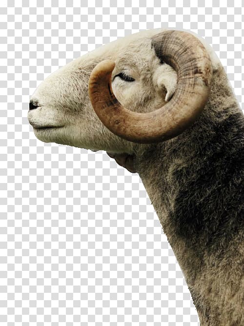 Aesthetics of music Wicked Wool Sheep, Smiling sell Meng white goat transparent background PNG clipart