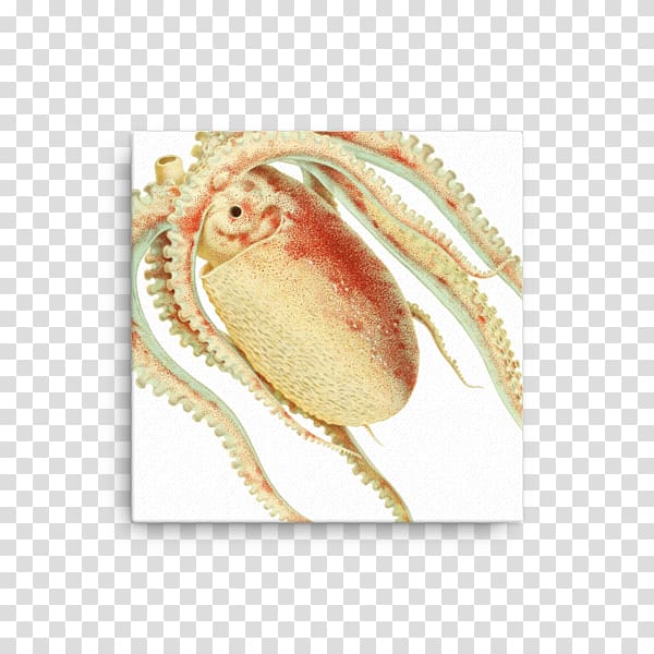 Dungeness crab Forio Giclée, crab transparent background PNG clipart