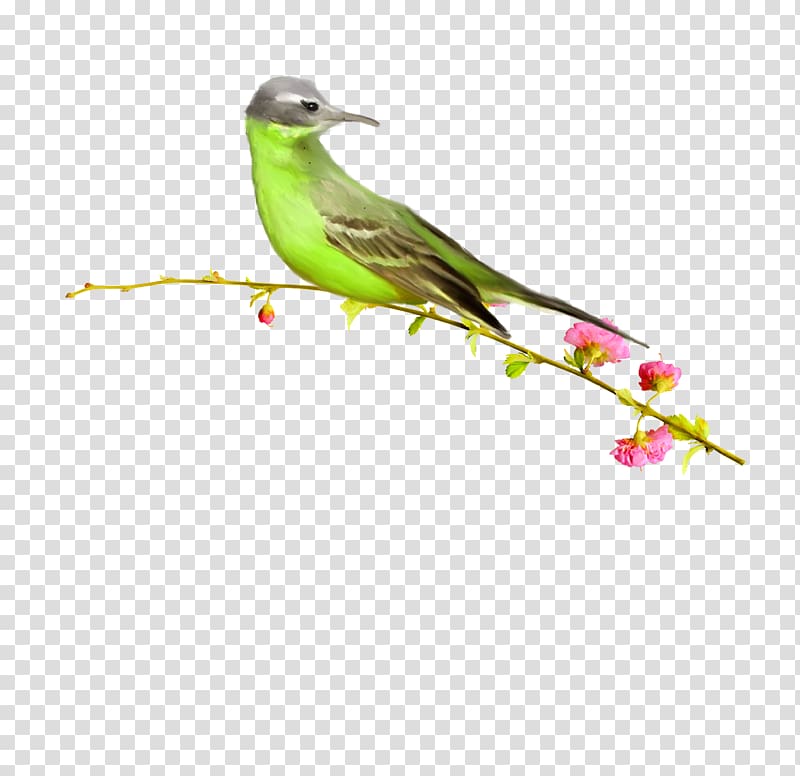Bird , birds transparent background PNG clipart