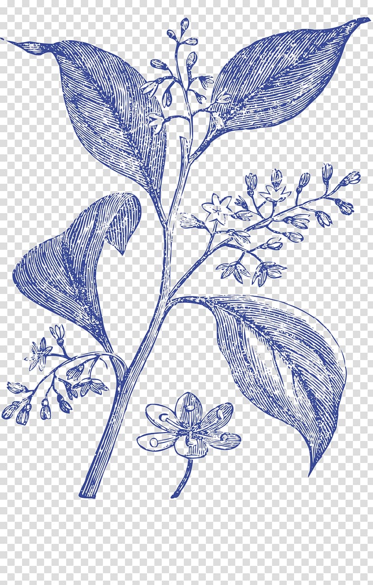 Medicinal plants Camphor tree Medicine, plant transparent background PNG clipart