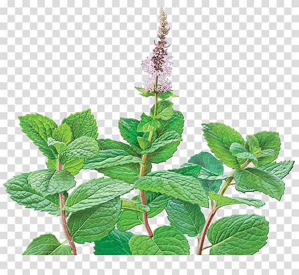Green tea Mentha spicata Peppermint Organic food, mint flowers transparent background PNG clipart