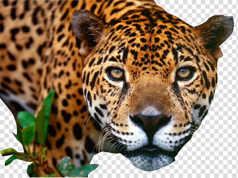 Jaguar Cars Jacksonville Jaguars Luxury vehicle Sport utility vehicle, Jaguar transparent background PNG clipart