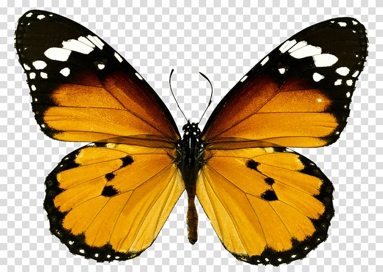 Monarch butterfly Plain Tiger Insect Milkweed butterflies, butterfly transparent background PNG clipart