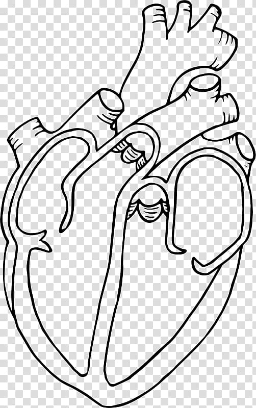 anatomical heart diagram sketch