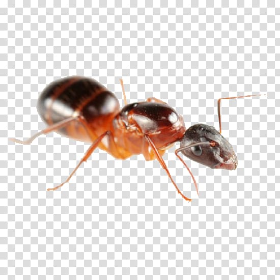 Carpenter ant Pest Control Ant colony, others transparent background PNG clipart