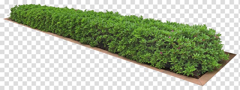 green plant, Plant 3D computer graphics Icon, A clump of grass transparent background PNG clipart