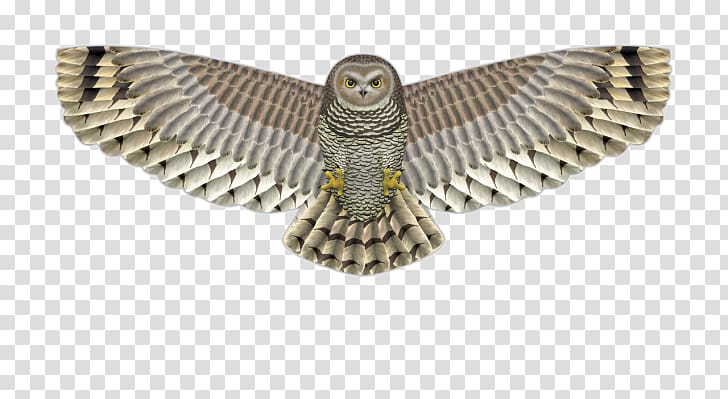 Birdwatching Owl Kite Bird of prey, Bird transparent background PNG clipart