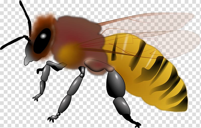 Honey bee Maya , Yellow bee transparent background PNG clipart