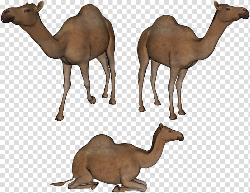 Camel transparent background PNG clipart