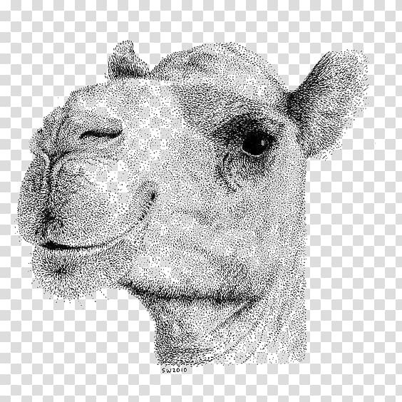 Bactrian camel Camel Face Drawing Stippling Illustration, Hand-painted camel transparent background PNG clipart