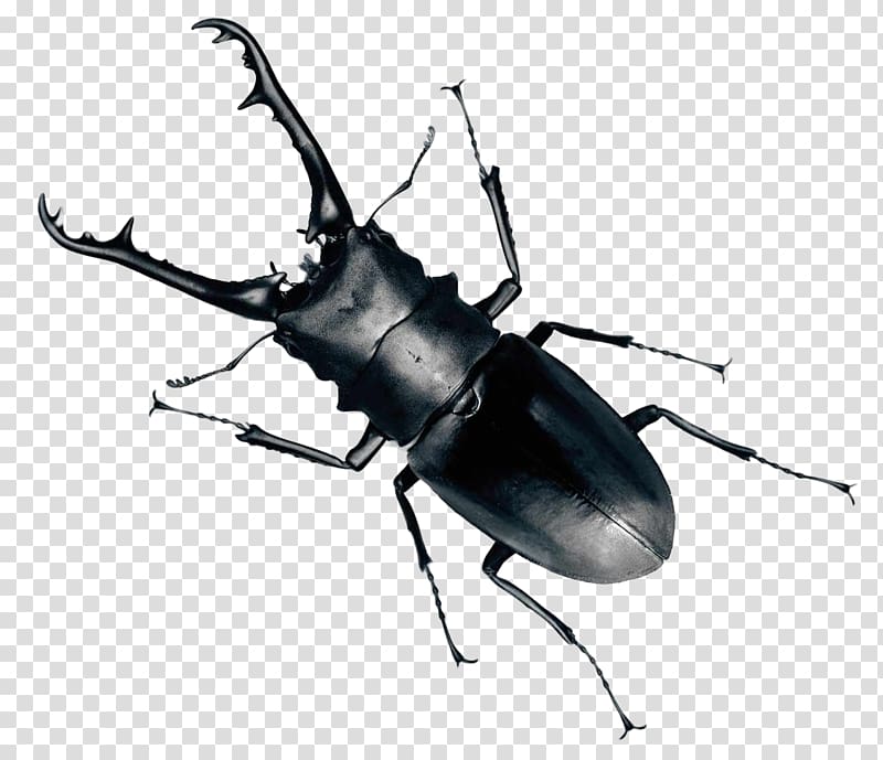 black elephant stag beetle illustration, Beetle , Beetle Bug transparent background PNG clipart