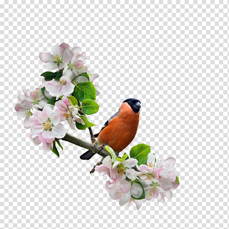 Shia Islam Reappearance of Muhammad al-Mahdi Theme, tree-bird transparent background PNG clipart