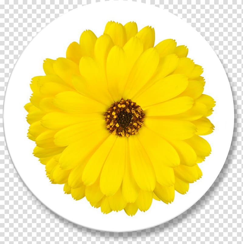 Calendula officinalis Flower Marigold Yellow Transvaal daisy, flower transparent background PNG clipart