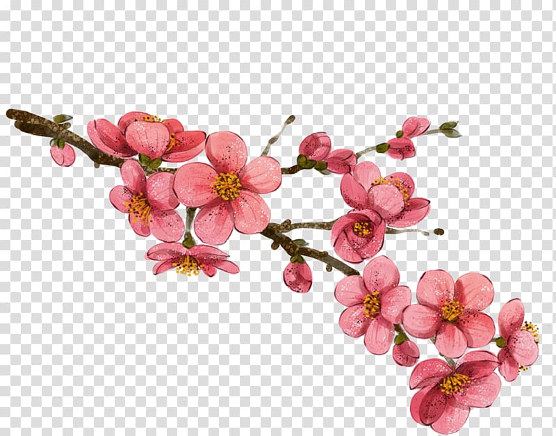 pink petaled flower illustration, South Korea Drawing , Plum flower transparent background PNG clipart