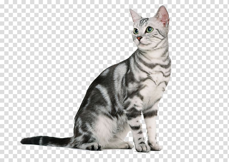 short-fur gray cat, American Shorthair British Shorthair American Bobtail Ragdoll Kitten, cute cat transparent background PNG clipart
