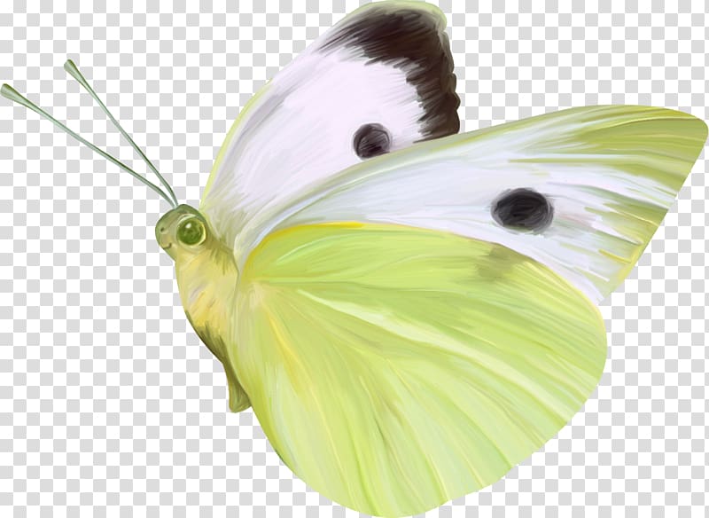 Butterfly Nymphalidae Gratis, butterfly transparent background PNG clipart