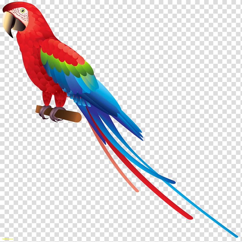 Parrot Bird Budgerigar , flamingo transparent background PNG clipart