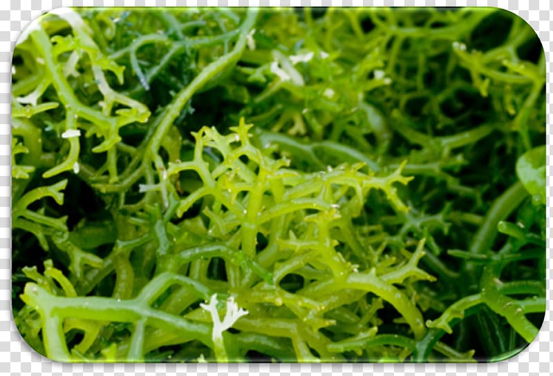 Algae Seaweed farming Kelp Spirulina, algas transparent background PNG clipart