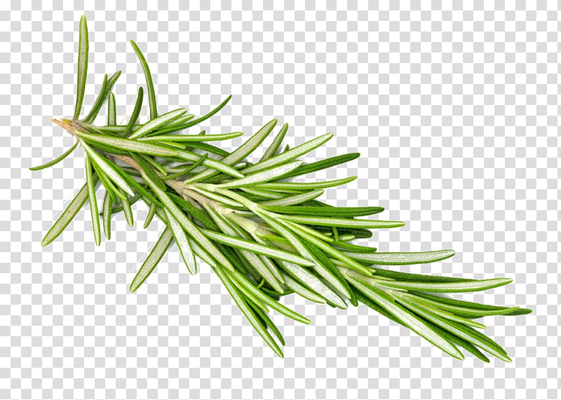 green leaf, Rosemary Herb Computer Icons, forward transparent background PNG clipart