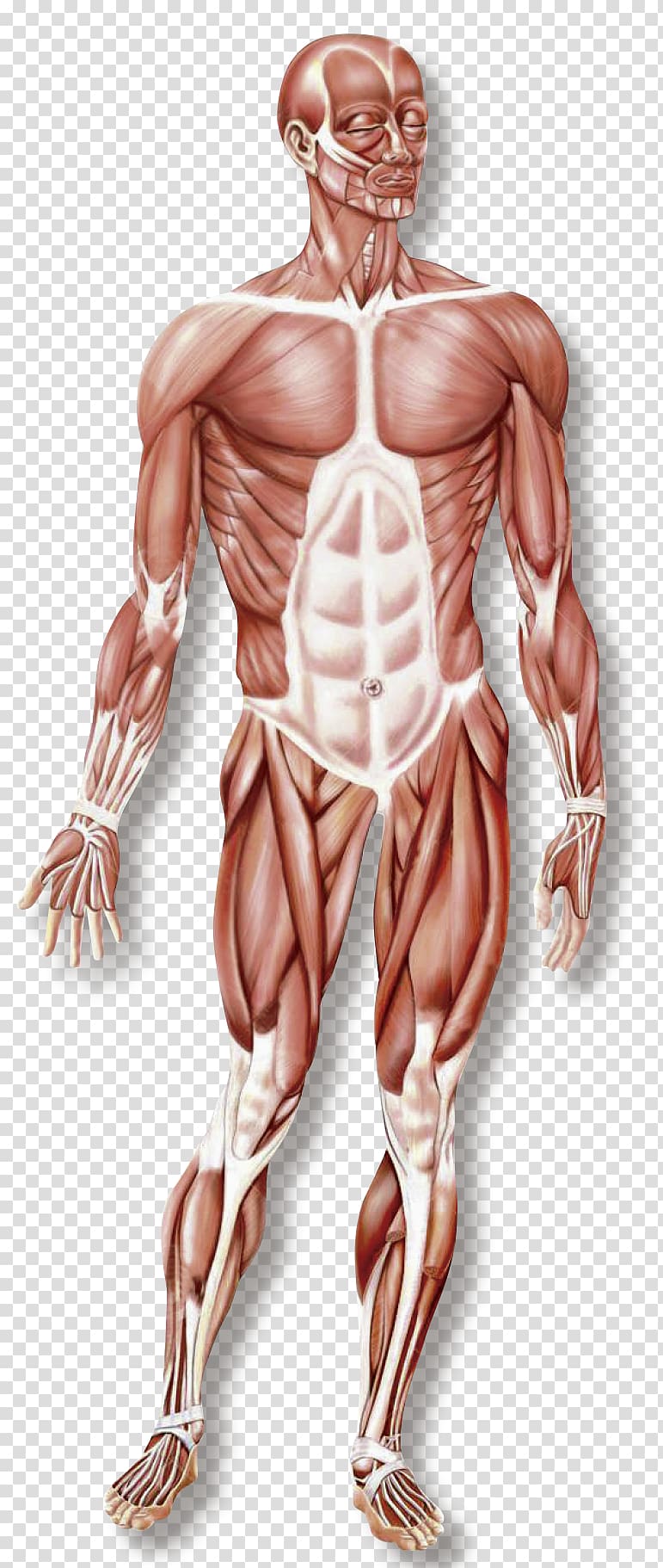 Hand Muscular system Skeletal muscle Organ system Human body, musculo transparent background PNG clipart