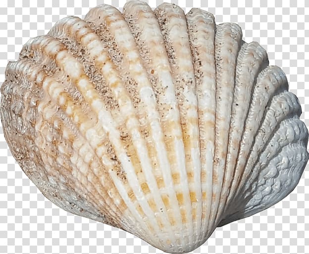 Seashell Graphic design, seashell transparent background PNG clipart