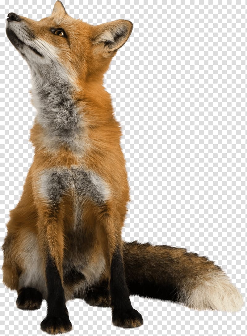 brown fox, Fox Looking Up transparent background PNG clipart