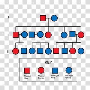 Pedigree chart Dominance Genetics, analysis chart transparent background PNG clipart thumbnail