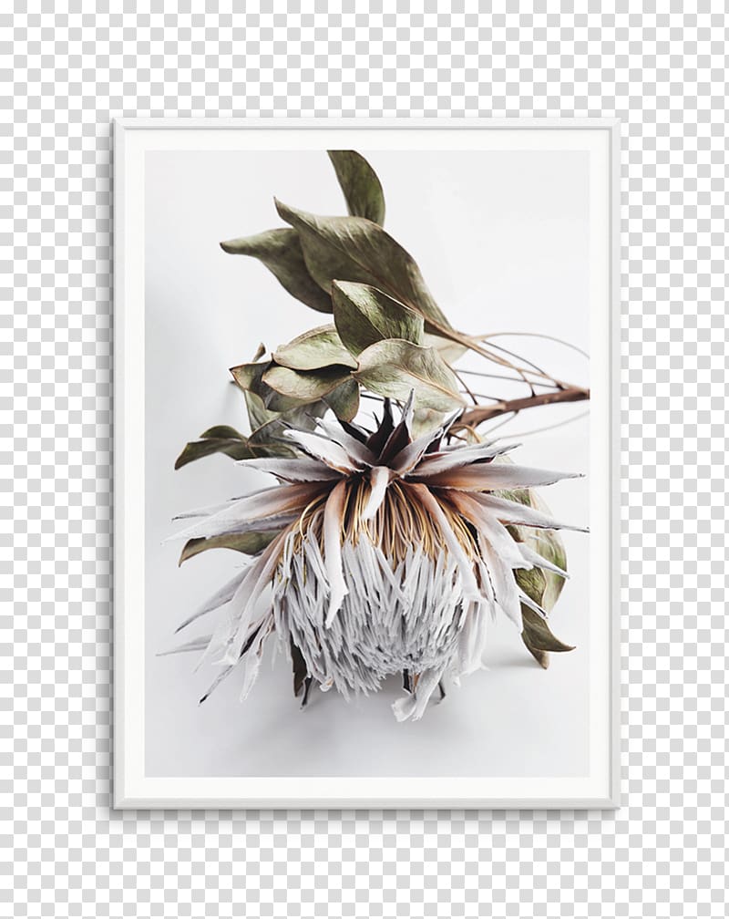 Protea cynaroides Poster , king wall transparent background PNG clipart