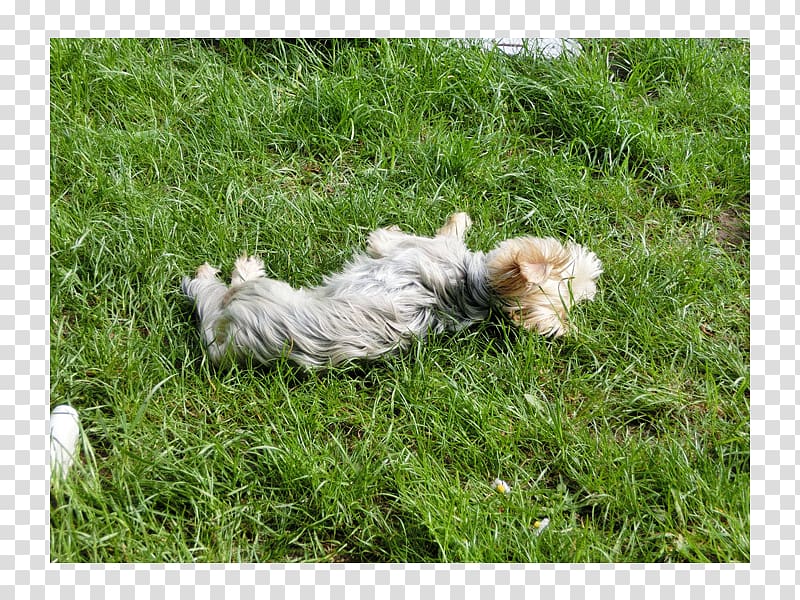 Cairn Terrier Glen Havanese dog Shih Tzu Dog breed, Rasen transparent background PNG clipart