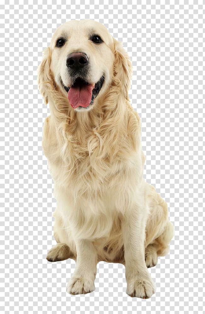 Golden Retriever Labrador Retriever Pet sitting Golden Acres Boarding Kennels, pet dog transparent background PNG clipart