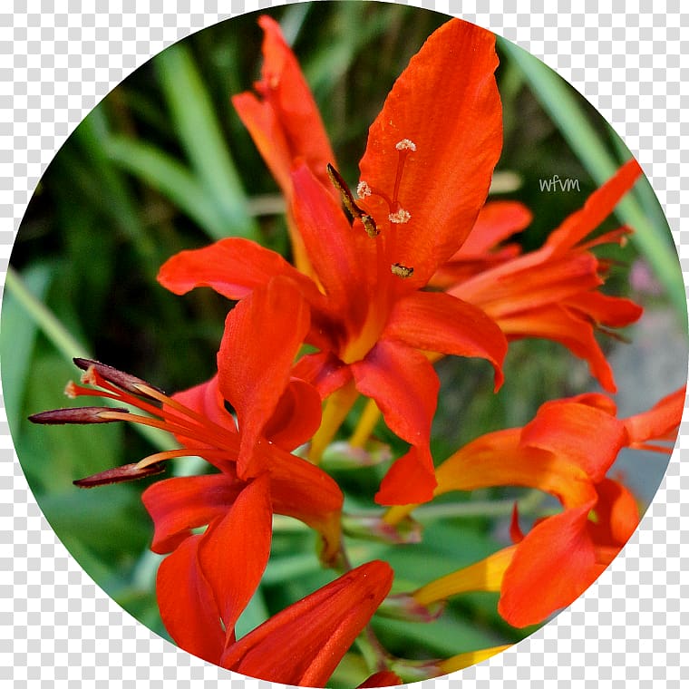 Montbretia Canna Amaryllis Coppertips, others transparent background PNG clipart