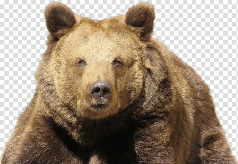 PlayerUnknown\'s Battlegrounds Eurasian brown bear Himalayan brown bear Kodiak bear, bears transparent background PNG clipart