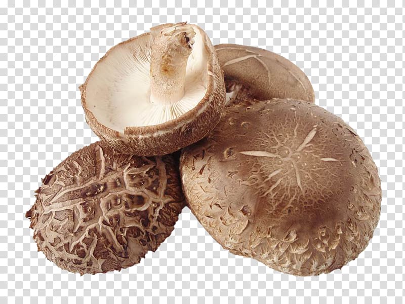 Shiitake Common mushroom Edible mushroom Lentinus, mushroom transparent background PNG clipart