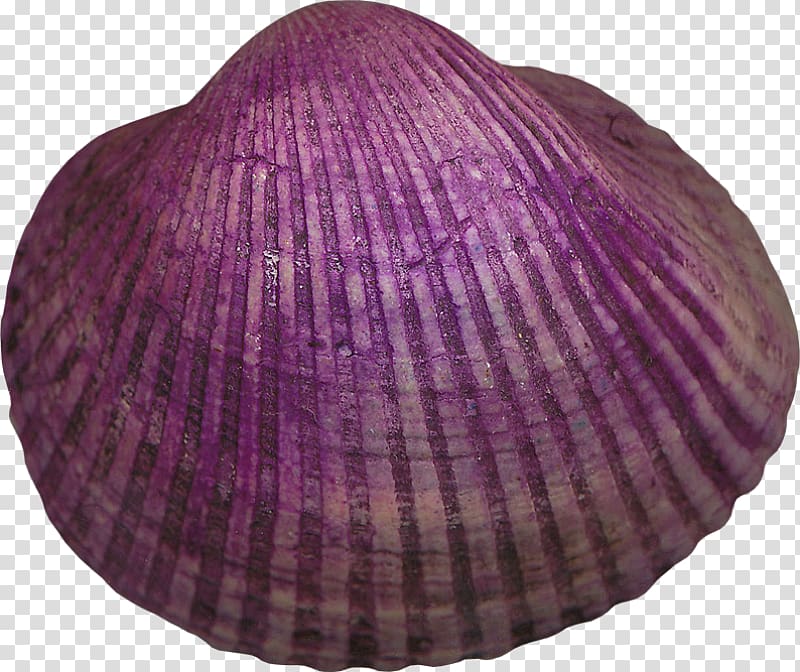 Cockle Mollusc shell Seashell Veneroida Violet, seashell transparent background PNG clipart
