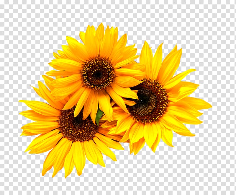 three yellow sunflowers, Wedding invitation Common sunflower Yellow, Little sunflower transparent background PNG clipart