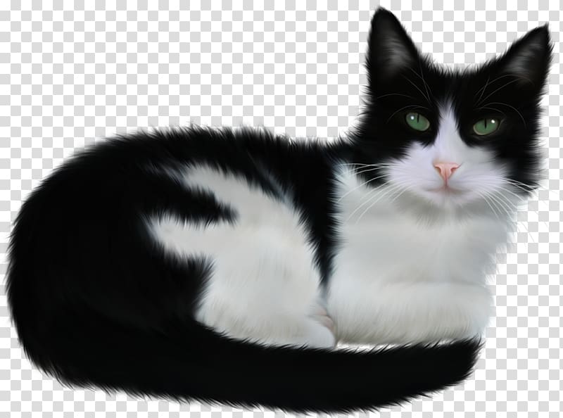 Turkish Angora Paw Black cat Animal, cats transparent background PNG clipart