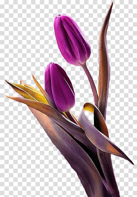 Tulip Flower Purple Plant, Purple tulips transparent background PNG clipart