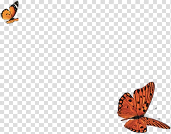 Monarch butterfly Moth, Beautiful butterflies flying free transparent background PNG clipart