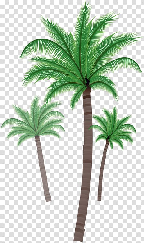 Asian palmyra palm Coconut Südseefieber Arecaceae , coconut transparent background PNG clipart