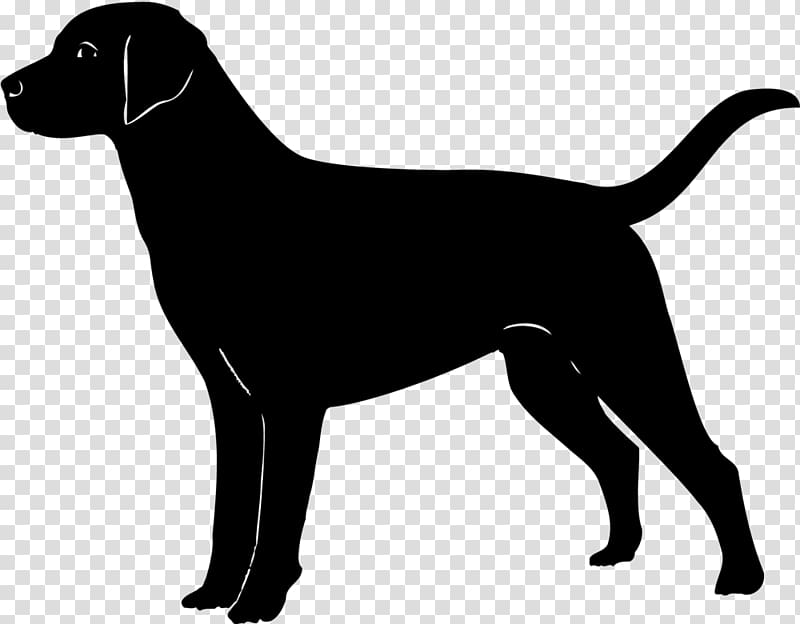 Labrador Retriever Golden Retriever Puppy , golden retriever transparent background PNG clipart