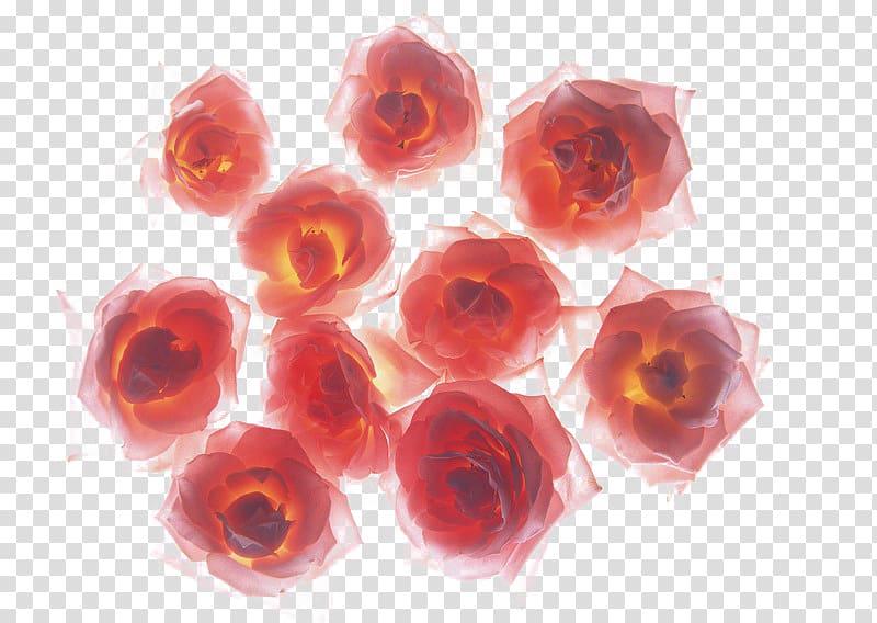 Rose High-definition television , Fire red rose transparent background PNG clipart