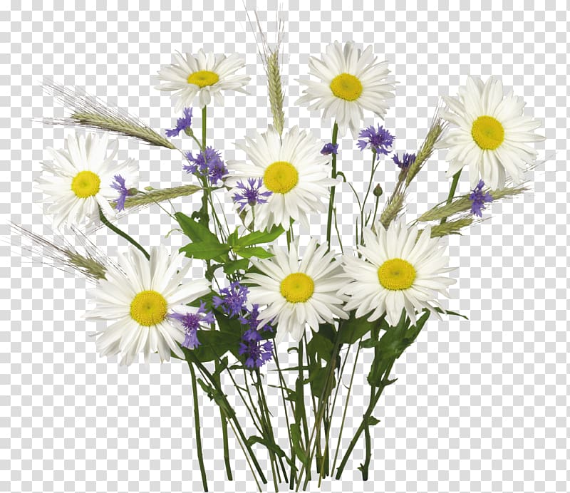 Common daisy Oxeye daisy Chamomile Flower, chamomile transparent background PNG clipart