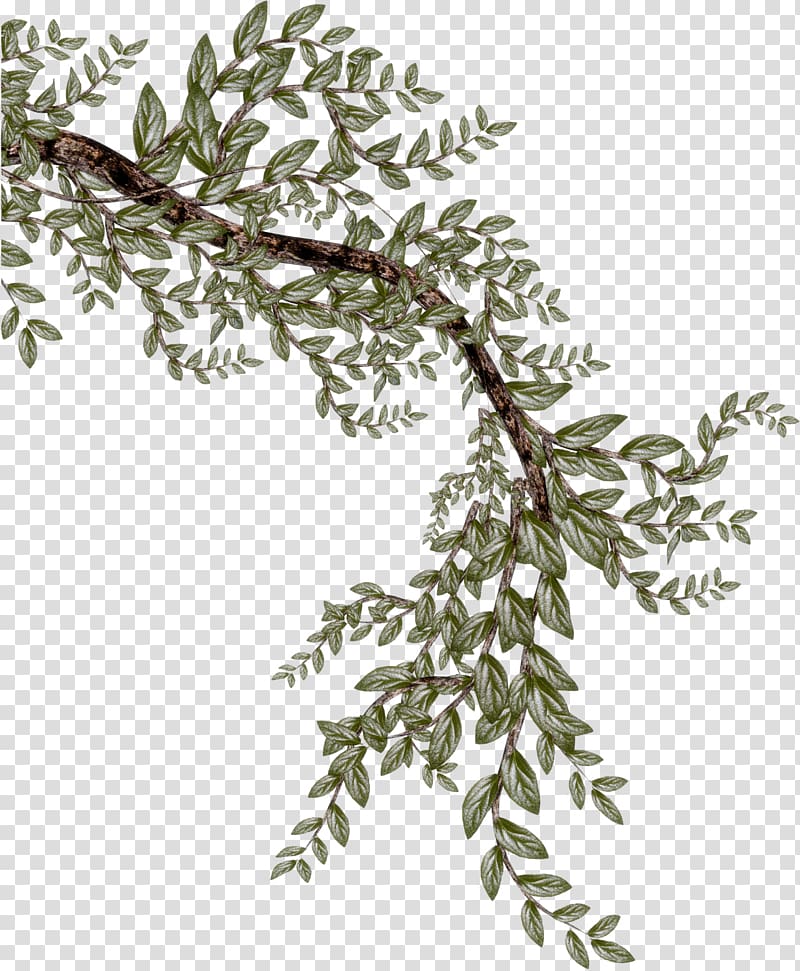 green leafed tree, Twig Branch, Wind Zen branch transparent background PNG clipart