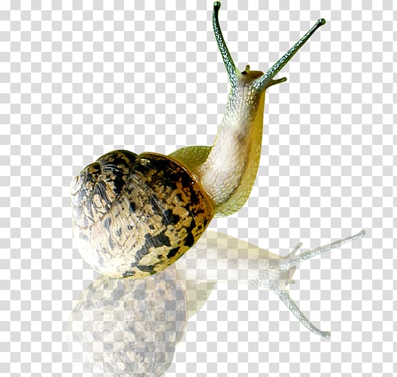Snail Orthogastropoda Slug Tokopedia Skin, snails transparent background PNG clipart