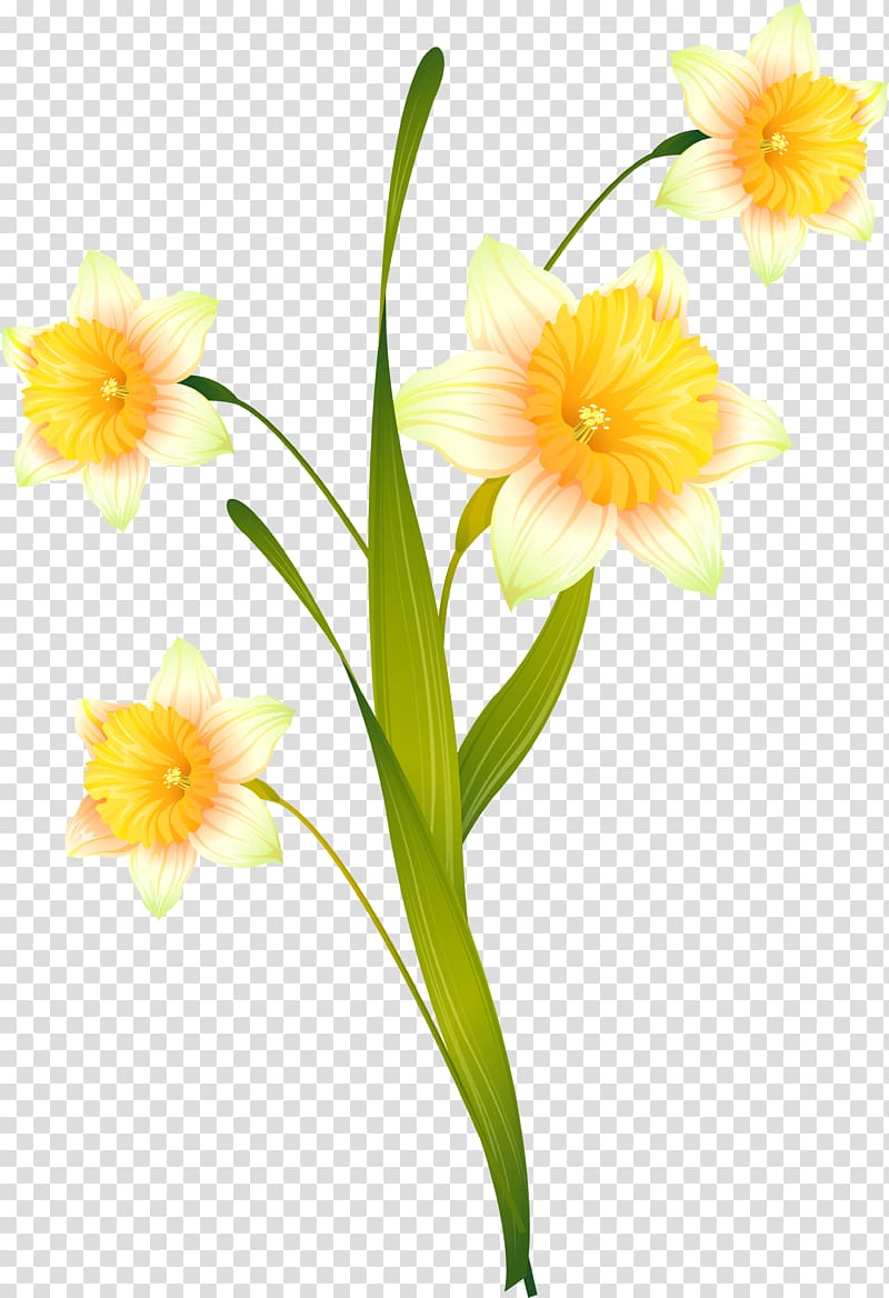 Daffodil Cut flowers Floral design Plant stem, others transparent background PNG clipart