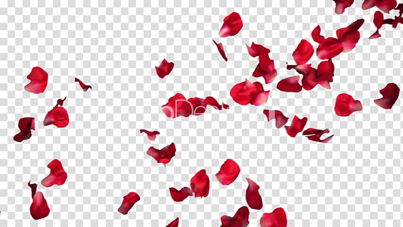 red petals, Rose Petal Flower, Rose Petals Pic transparent background PNG clipart