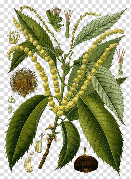 Köhler's Medicinal Plants Sweet chestnut Botany Botánica III Tree, tree transparent background PNG clipart